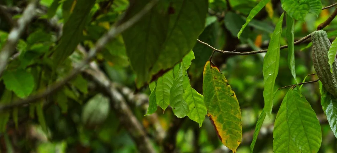 Cocoa ingredients supporting Saudi chocolate product development